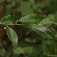 Hypserpa nitida Miers ex Benth.